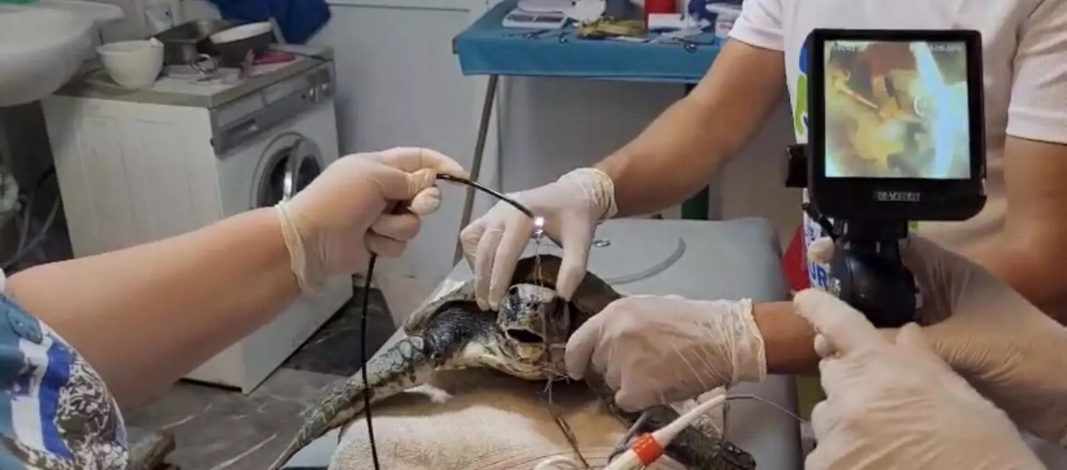 akyakada-yarali-caretta-caretta-kurtarildi-bUAX8xQ5.jpg
