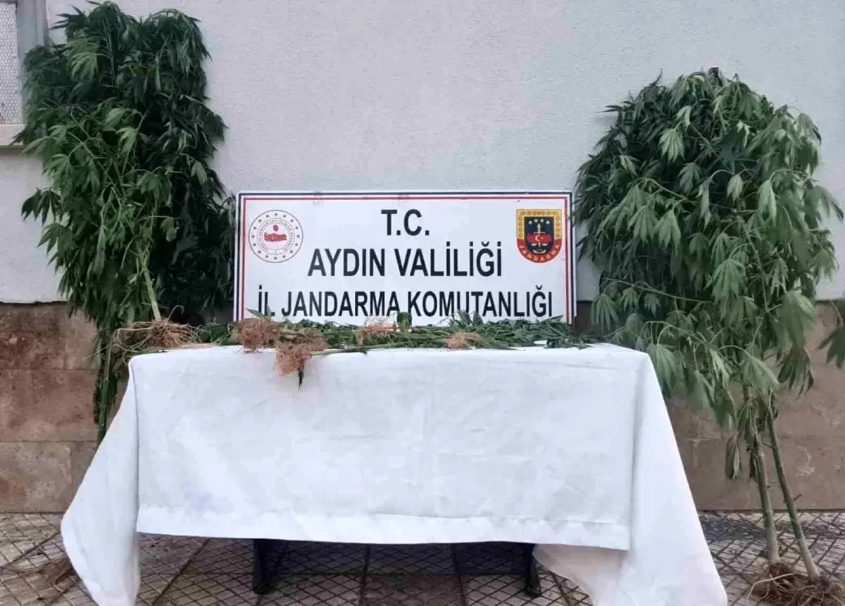 aydinda-kenevir-ele-gecirildi-BUDBI77E.jpg