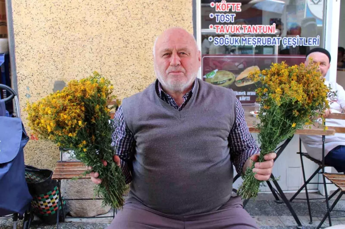 aydinda-sari-kantaron-bitkisine-agir-ilgi-O92eDPPy.jpg