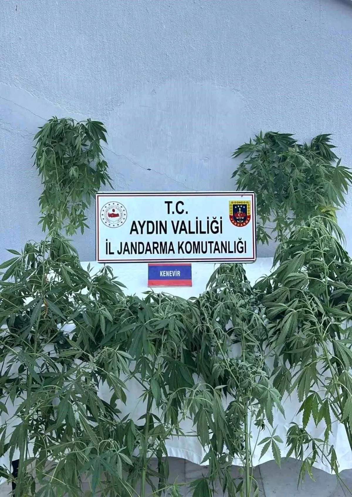 aydinda-uyusturucu-operasyonunda-16-kuskulu-yakalandi-umXrgPPr.jpg