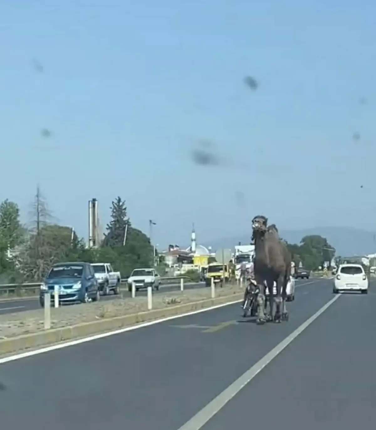 koskte-deve-trafigi-karistirdi-9vQAK6ru.jpg