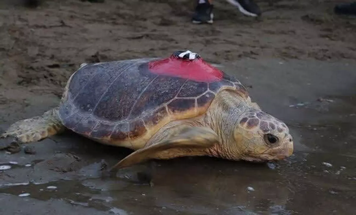 tubanin-donusu-yarali-caretta-caretta-iztuzu-plajina-yuvaladi-U4UkvKGL.jpg