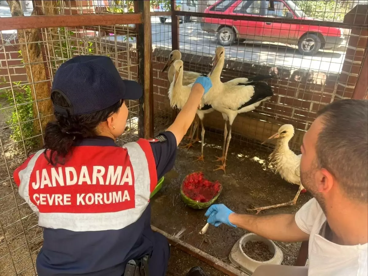 yarali-leylek-jandarma-esliginde-veterinere-goturuldu-lA5MAeH5.jpg