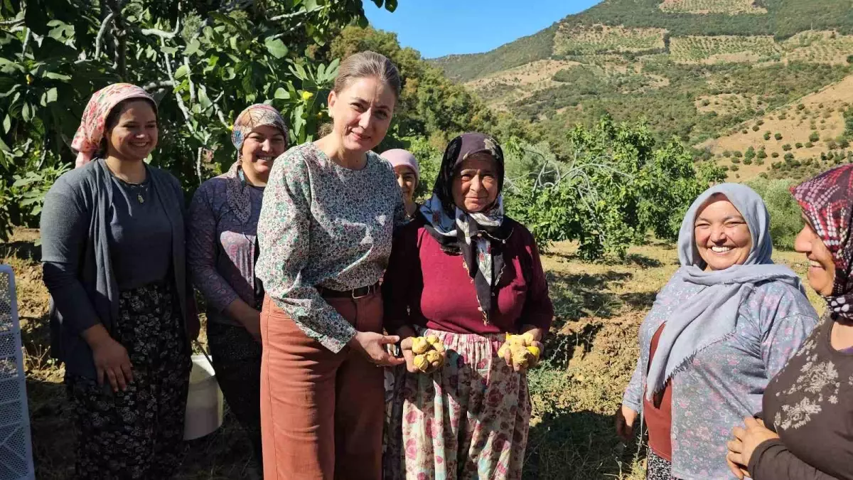 aydinda-sari-lop-incir-hasadi-basladi-LHLpYZVd.jpg