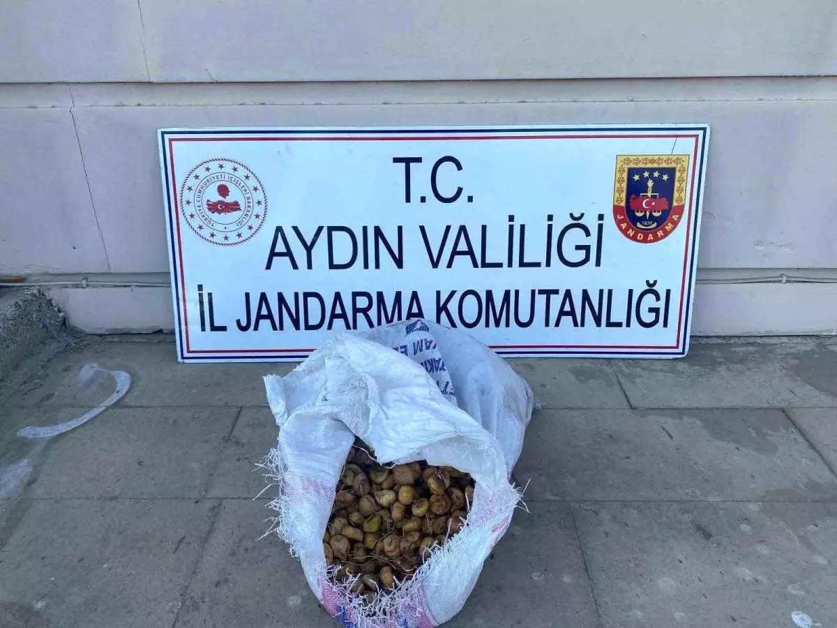 incir-hirsizlari-jandarma-tarafindan-yakalandi-cg28Vc6L.jpg