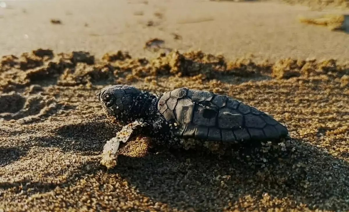 kusadasinda-caretta-caretta-yavrulari-denizle-bulustu-xvj9Kd25.jpg