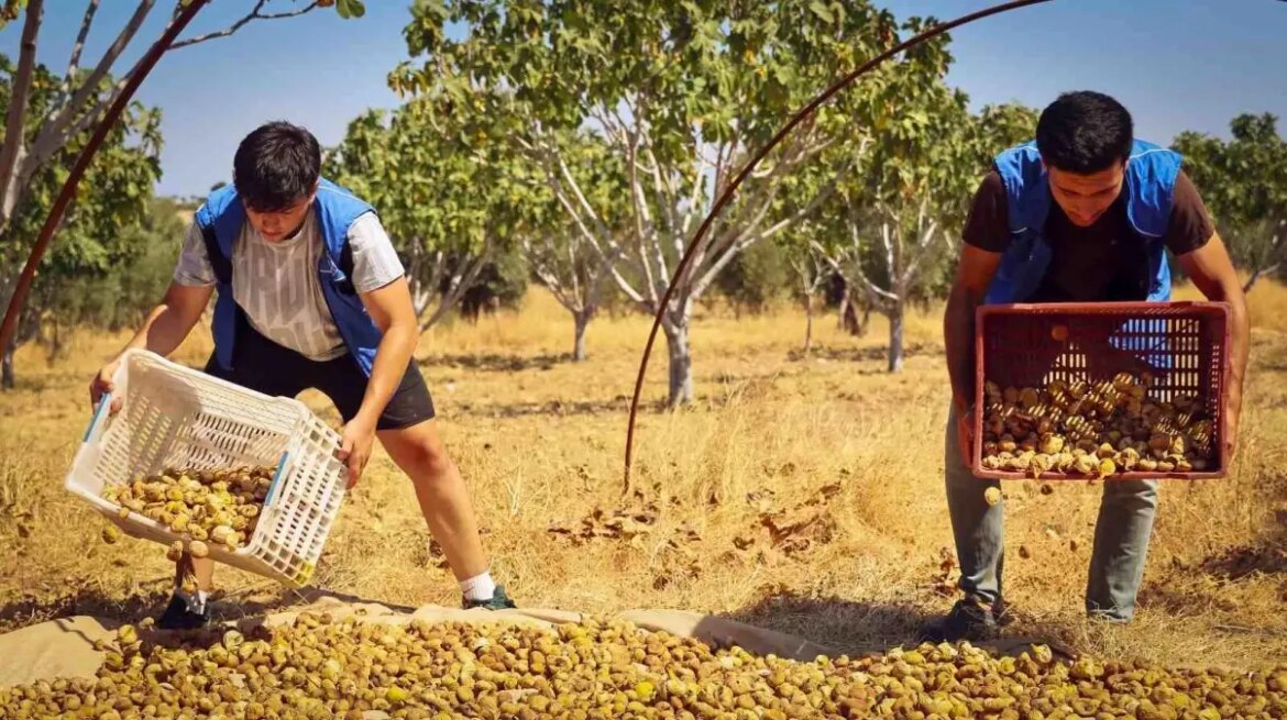 yenipazarda-istekli-gencler-incir-hasadina-dayanak-verdi-jIYtcFc3.jpg